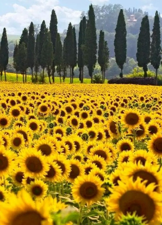 Campo de Girasol con Árboles y Montaña a lo Lejos Pintar por Números