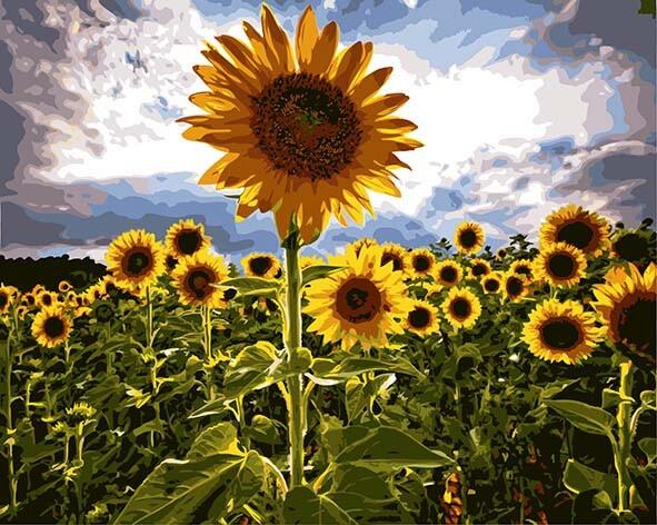 Campo de Girasol y Cielo Soleado con Nubes Blancas Pintar por Números