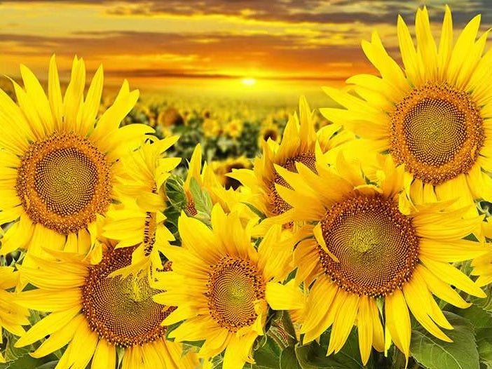 Campo de Girasoles al Atardecer Pintar por Números