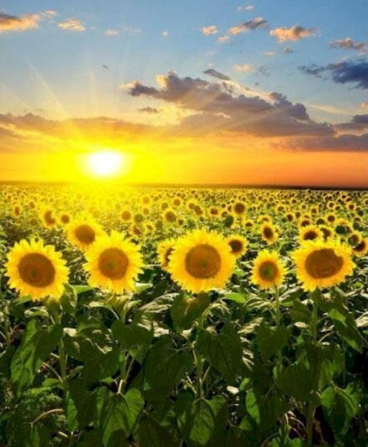 Campo de Girasoles Durante la Puesta del Sol Pintar por Números