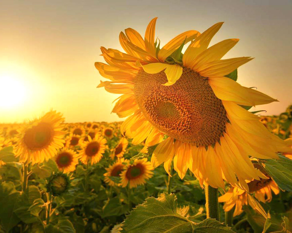 Campo de Girasoles en la Puesta del Sol Pintar por Números