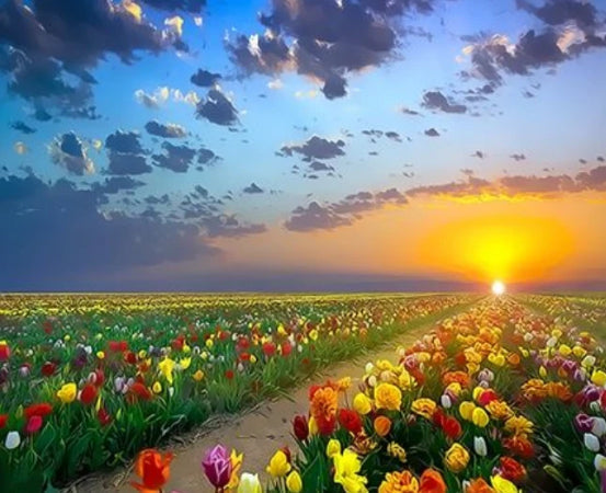 Campo de Tulipán Colorido al Atardecer Pintar por Números