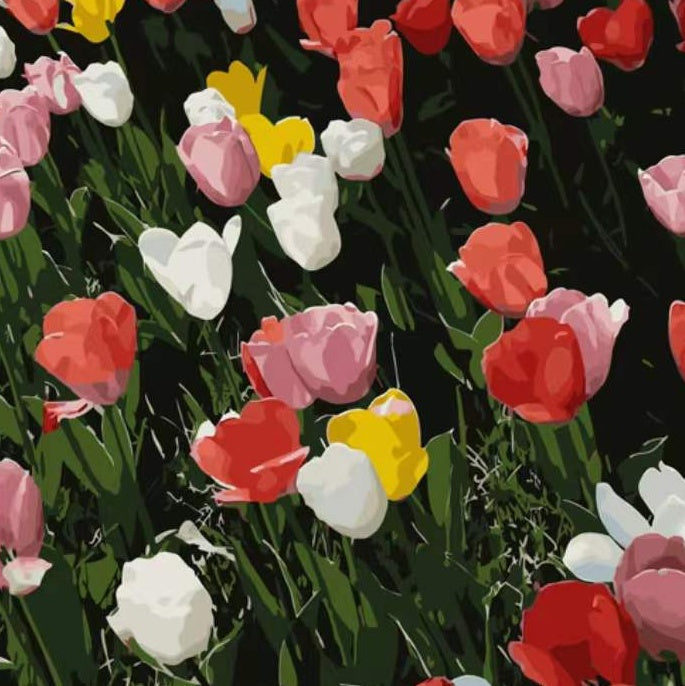 Campo de Tulipán Colorido en la Noche Pintar por Números