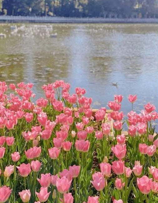 Campo de Tulipán Rosado Junto al Agua Pintar por Números