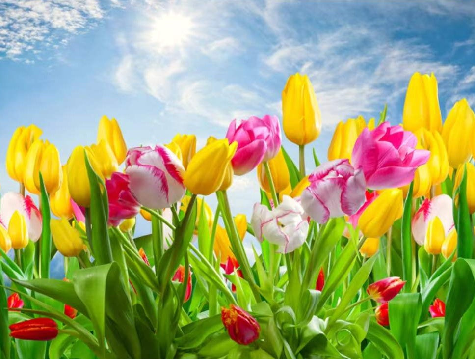 Campo de Tulipán y Cielo Azul con el Sol Pintar por Números