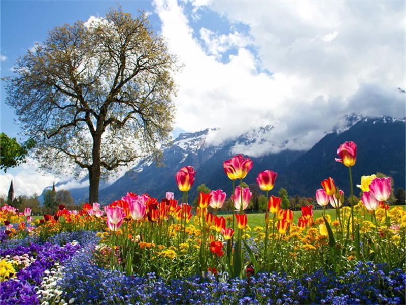 Campo de Tulipanes en el Valle Pintar por Números