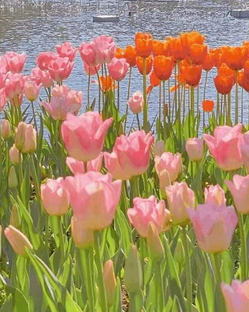 Campo de Tulipanes Junto al Agua al Sol Pintar por Números