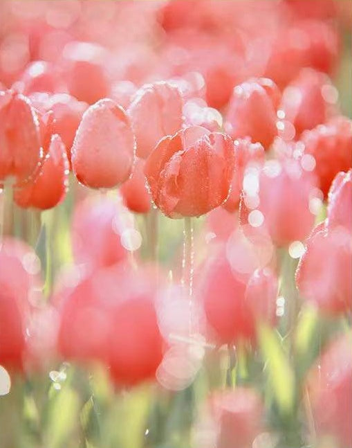 Campo de Tulipanes Rosados con Gotas de Agua Pintar por Números
