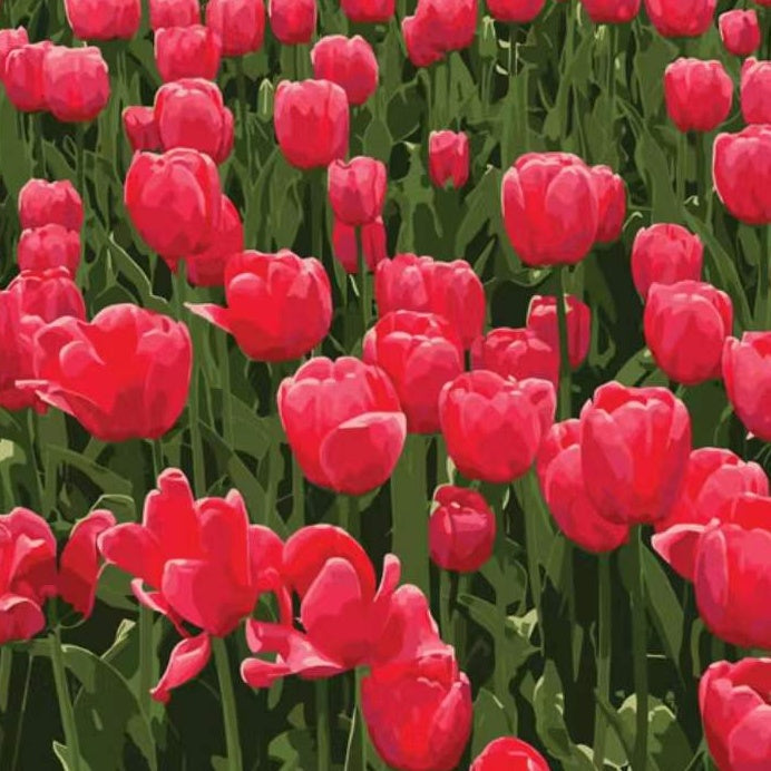 Campo de Tulipanes Rosados de Cerca Pintar por Números