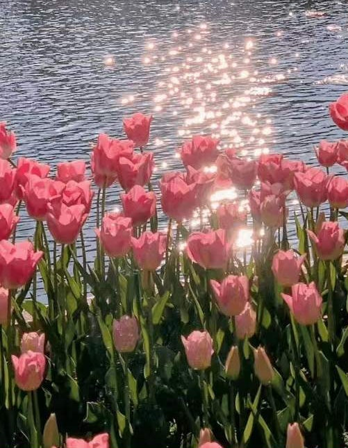 Campo de Tulipanes Rosados en Primavera al Sol Pintar por Números