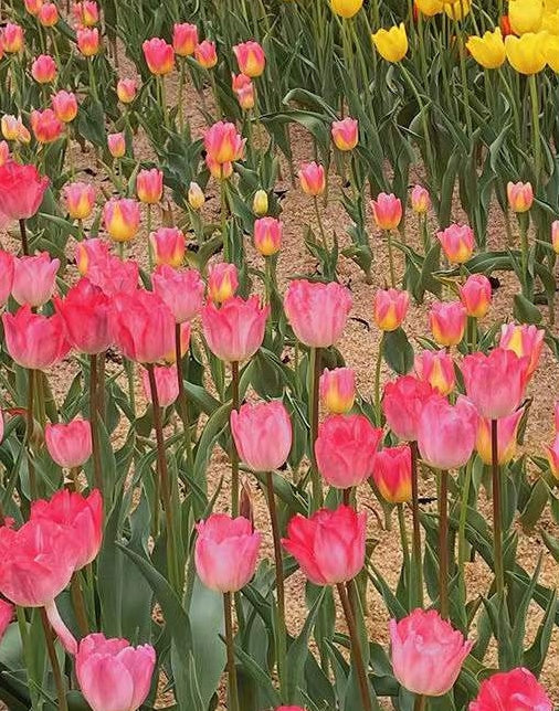 Campo de Tulipanes Rosados y Amarillos Pintar por Números