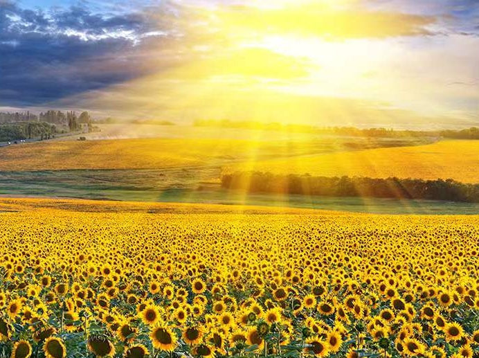 Campo Enorme de Girasol al Sol Pintar por Números