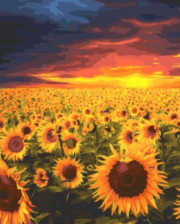 Campo Enorme de Girasoles al Atardecer Pintar por Números
