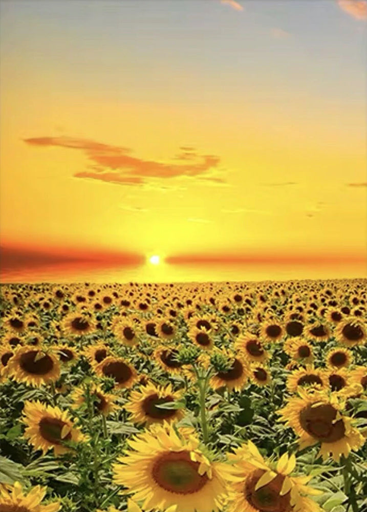 Campo Enorme de Girasoles con la Puesta del Sol Pintar por Números