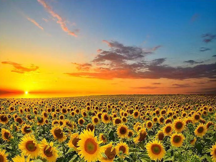 Campo Enorme de Girasoles en la Puesta del Sol Pintar por Números