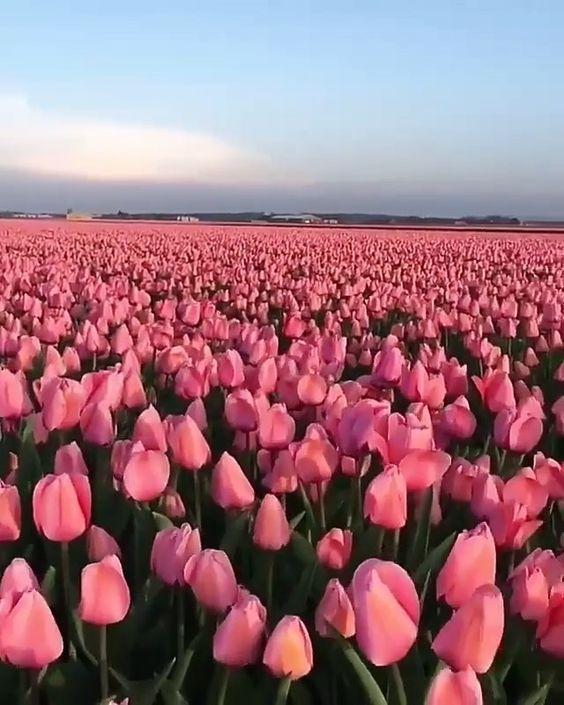 Campo Enorme de Tulipán Bonito Rosado Claro Pintar por Números
