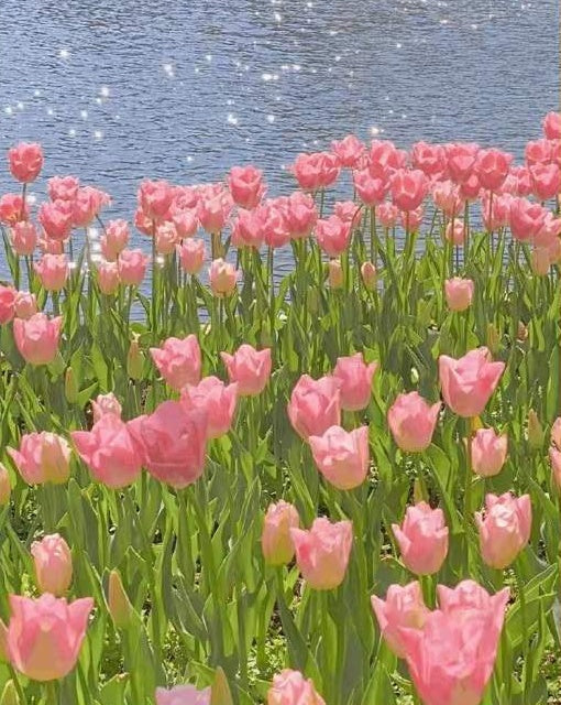 Campo Pequeño de Tulipán Rosado al Lado de Agua Pintar por Números