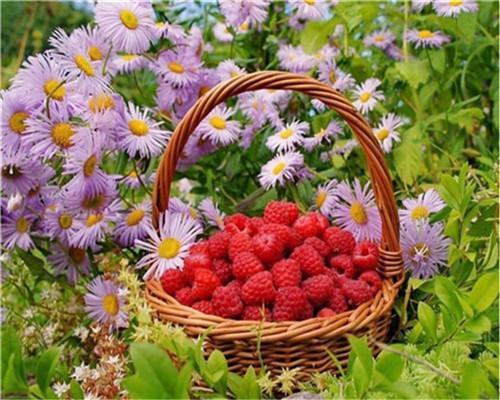 Cesta con Fresas entre Flores de Áster Pintar por Números
