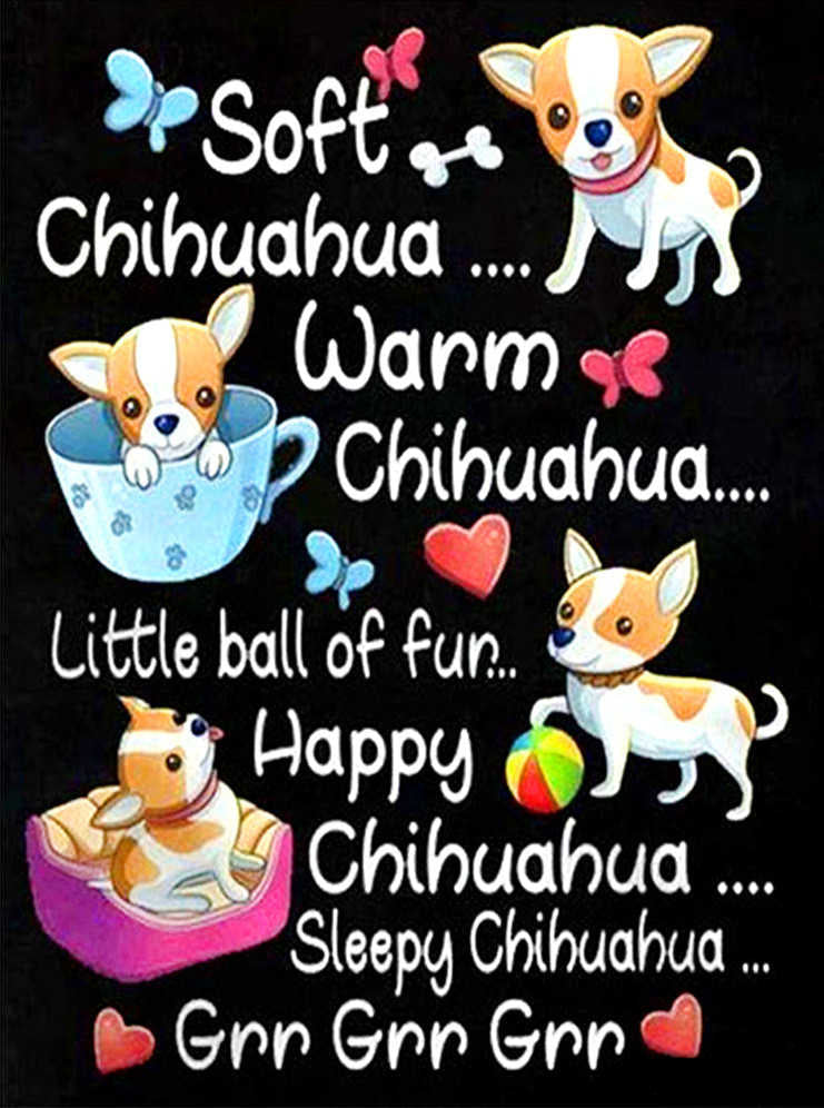 Chihuahua Adorable Pintar por Números