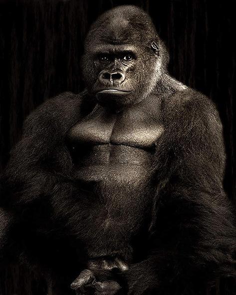 Chimpancé con Músculo en Oscuridad Pintar por Números