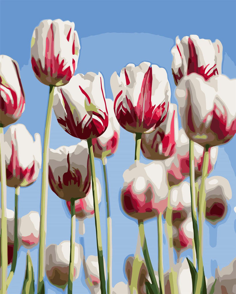 Cielo Azul y Tulipanes de Color Blanco y Rojo Pintar por Números