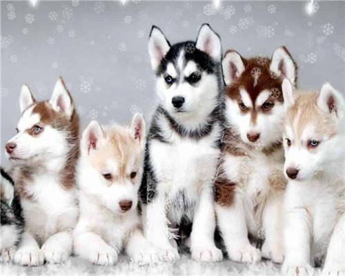 Cinco Perritos en Invierno Pintar por Números
