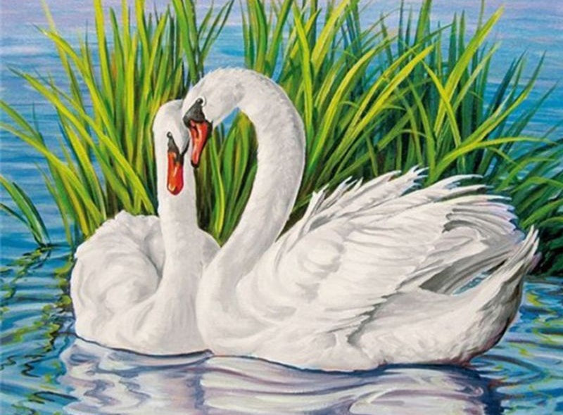 Cisnes de Amor y Hierba del Agua Pintar por Números