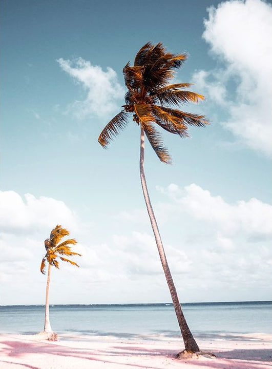 Cocoteros en la Playa y Cielo Azul Pintar por Números
