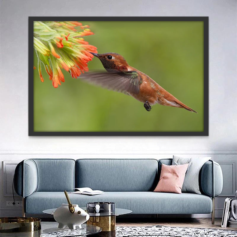 Colibrí Bebiendo Néctar Pintar por Números