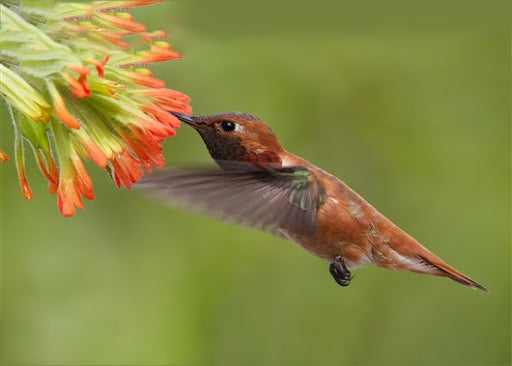 Colibrí Bebiendo Néctar Pintar por Números