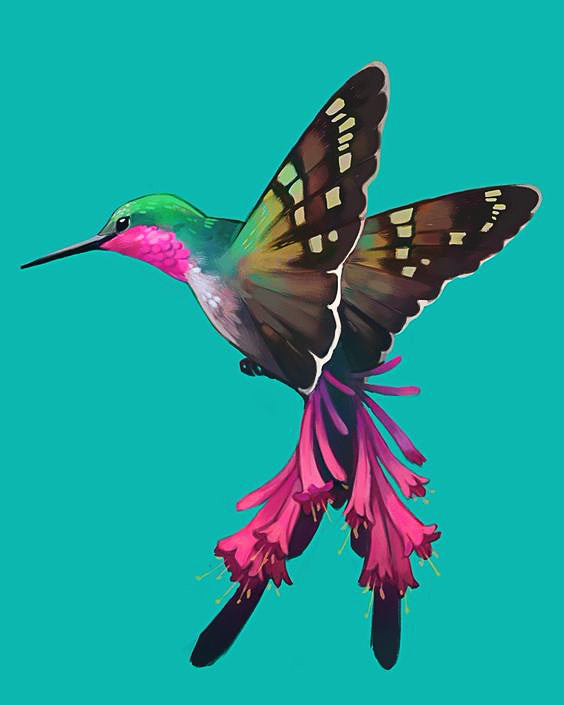 Colibrí de Cola Floral Pintar por Números