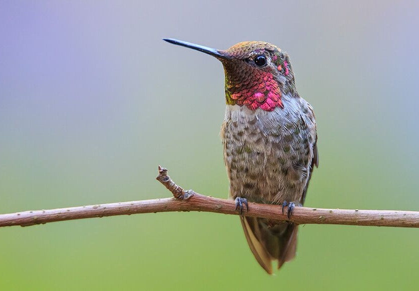 Colibrí Lindo sobre Rama de Árbol Pintar por Números
