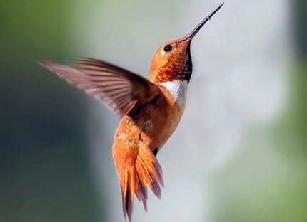 Colibrí Rojo Volando Pintar por Números