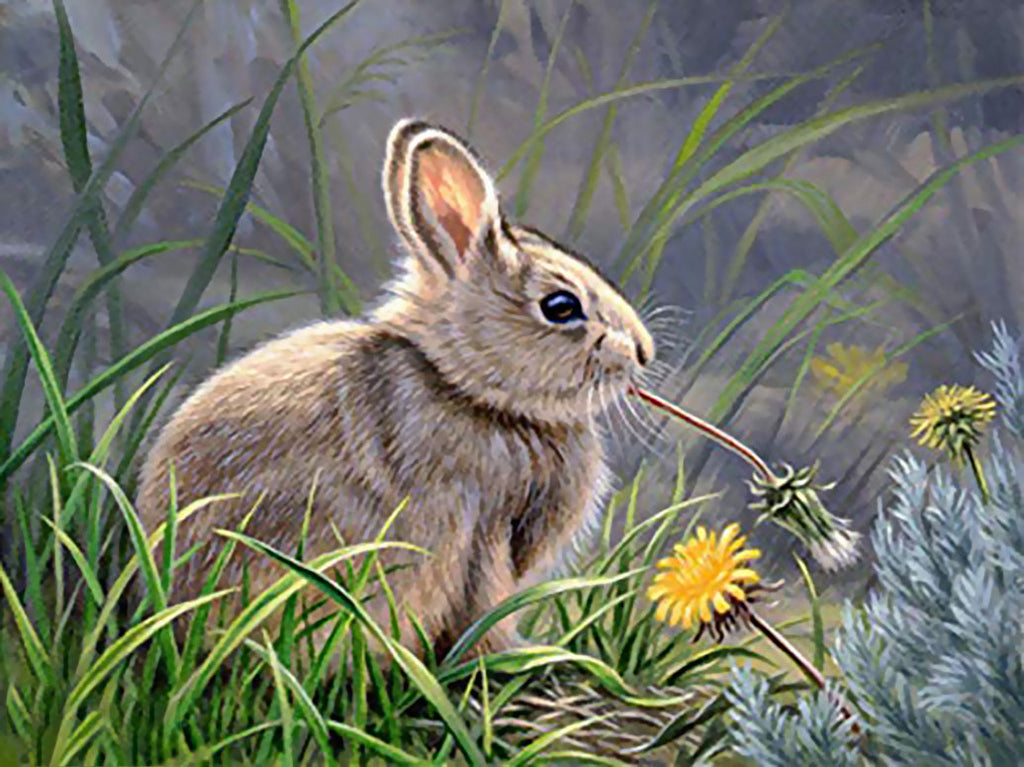 Conejo Comiendo Diente de León en el Césped Pintar por Números