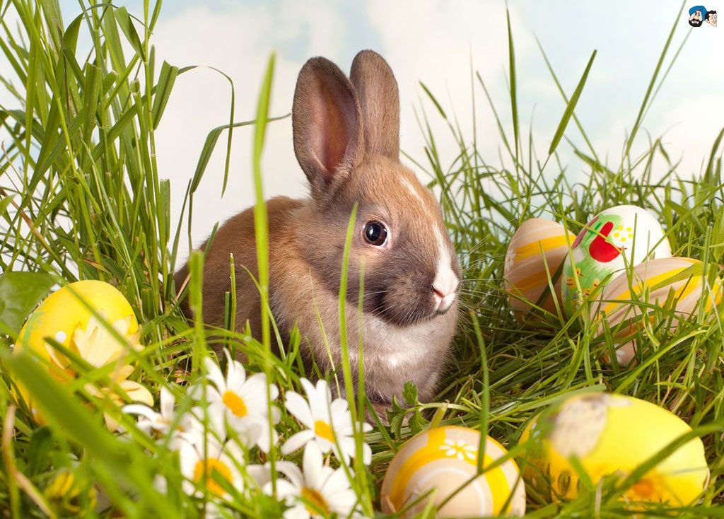 Conejo y Huevos de Pascua en el Prado de Flores Pintar por Números