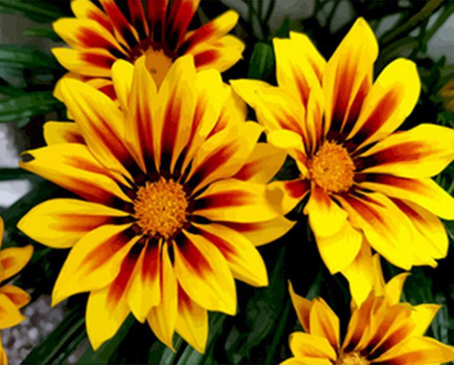Crisantemos de Color Amarillo y Rojo Pintar por Números