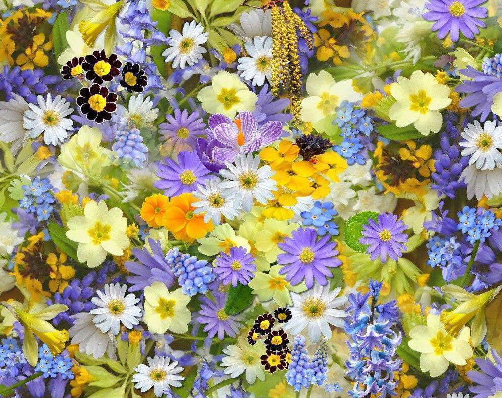 Crisantemos de Colores Diferentes Pintar por Números