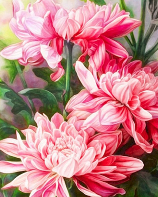 Crisantemos Florecientes Rosados con Hojas Verdes Pintar por Números