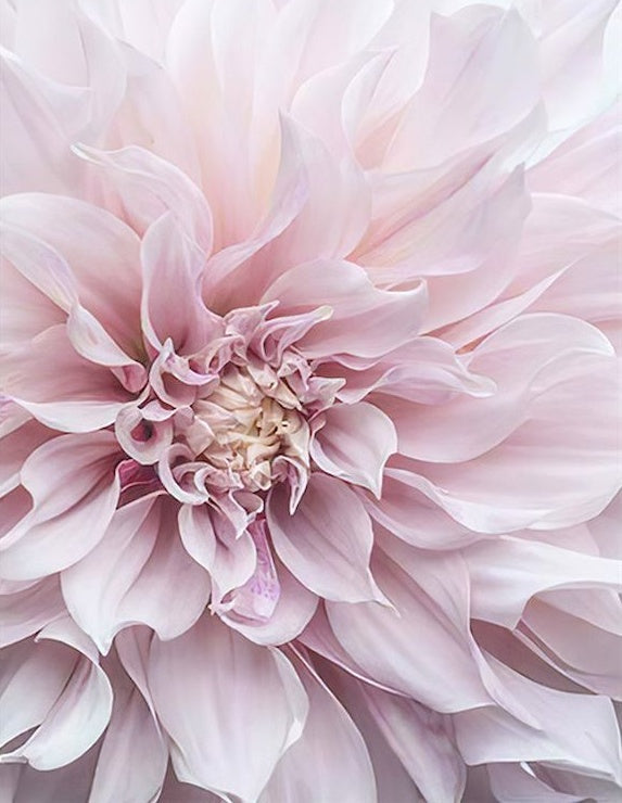 Detalle de Flor de Dalia de Color Rosado Claro Pintar por Números