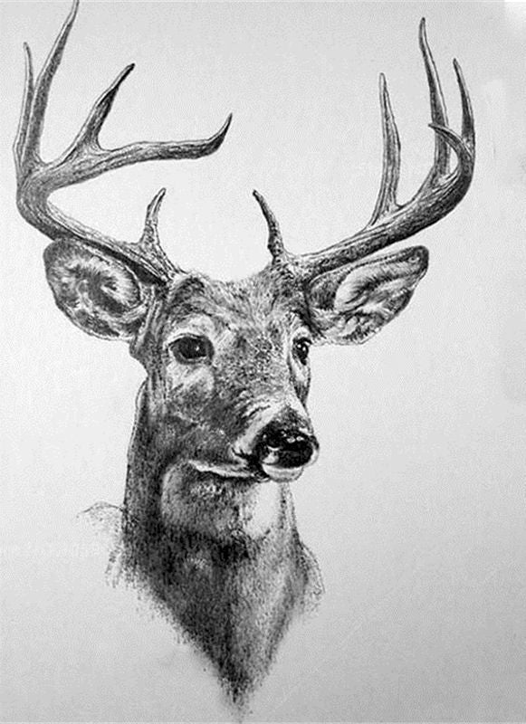 Dibujo en Blanco y Negro Estilo Cabeza de Ciervo Pintar por Números