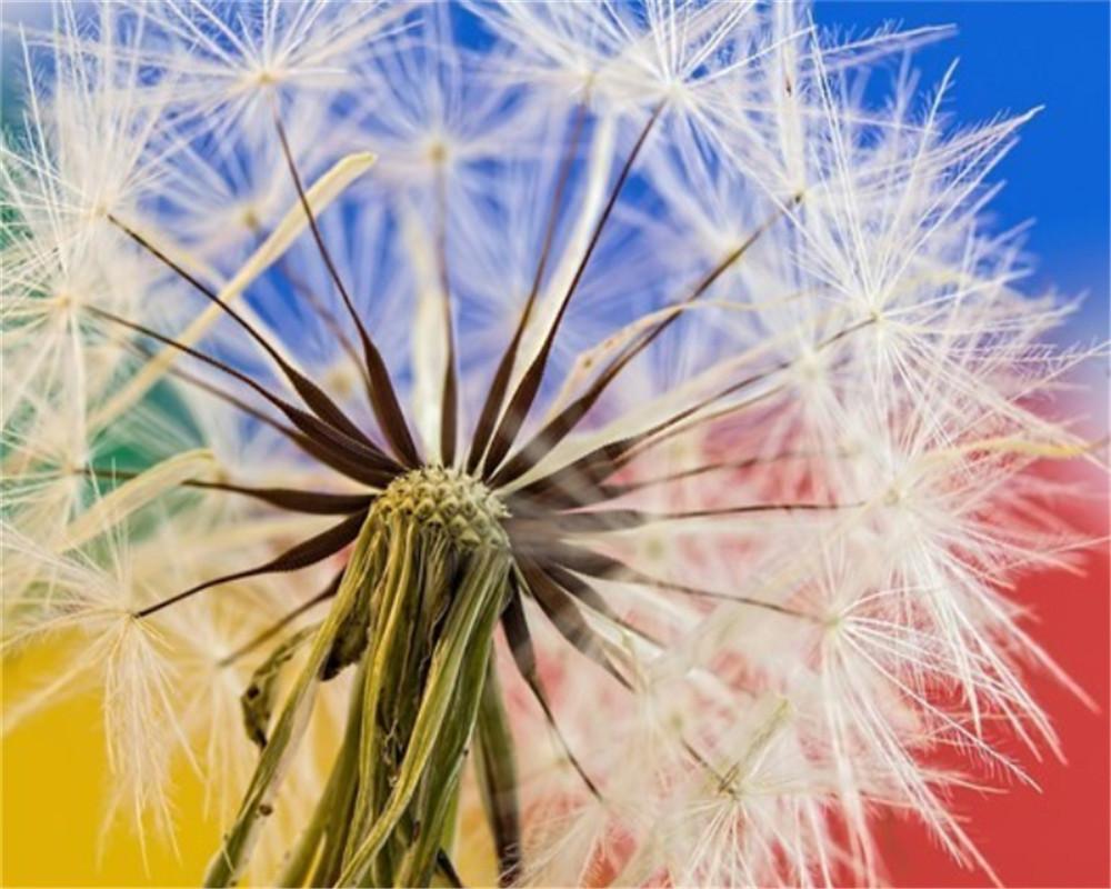 Diente de León de Cerca con Fondo de Cuatro Colores Pintar por Números
