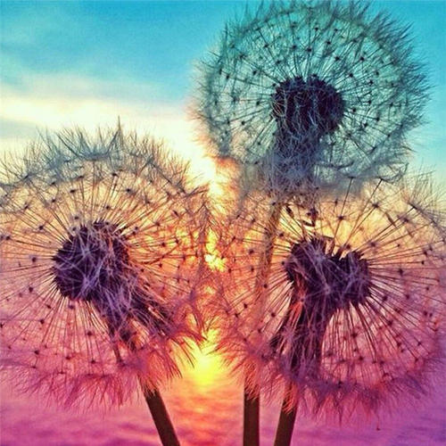 Diente de León de Colores Diferentes al Sol Pintar por Números