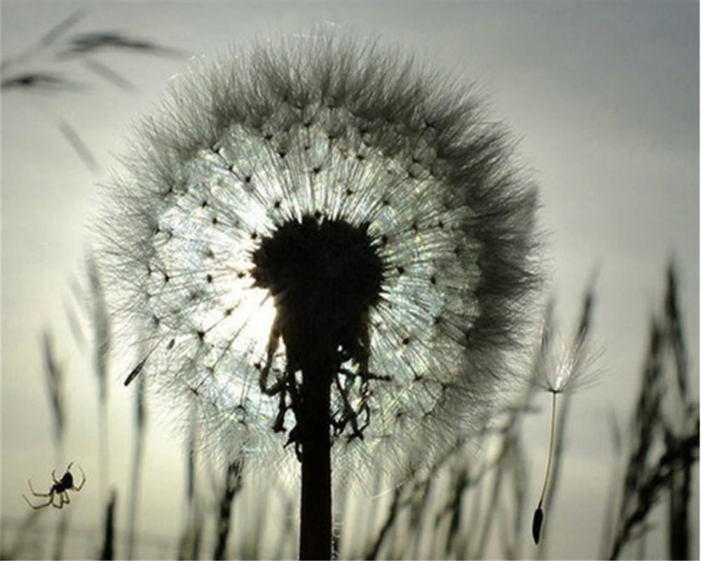 Diente de León en Contraluz en Blanco y Negro Pintar por Números