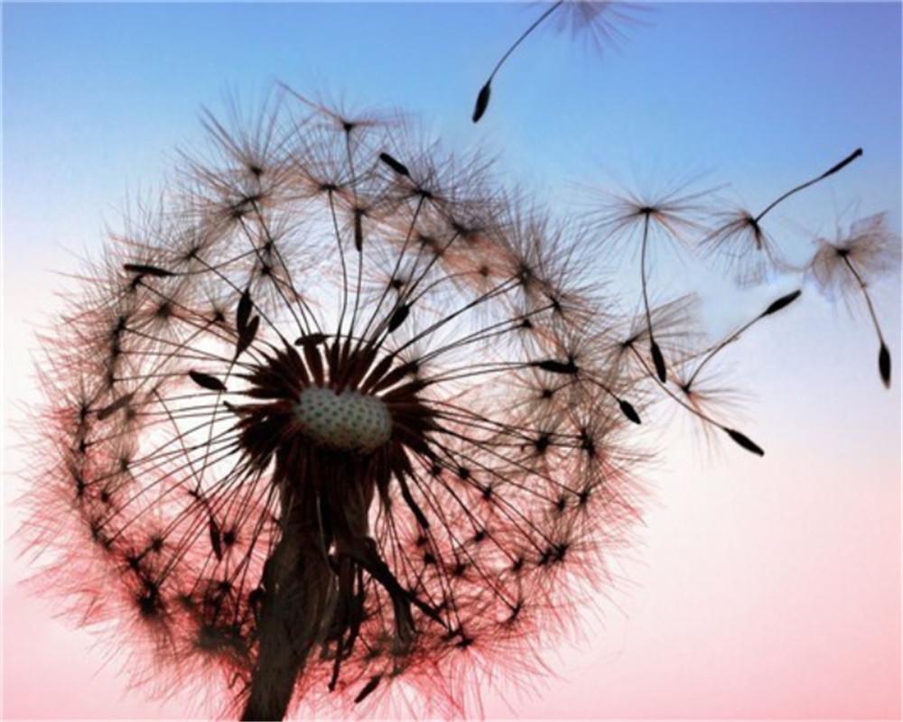Diente de León en el Viento con Cielo Rosado y Azul Pintar por Números