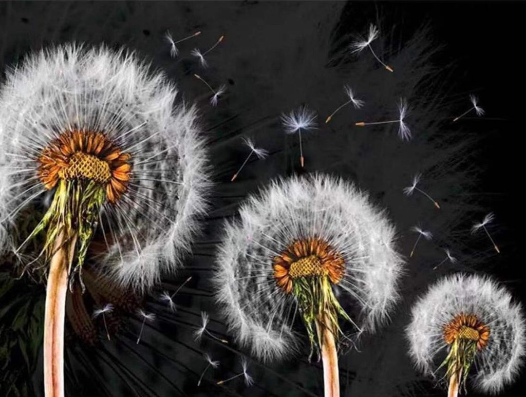Diente de León y Semillas con Fondo Negro Pintar por Números