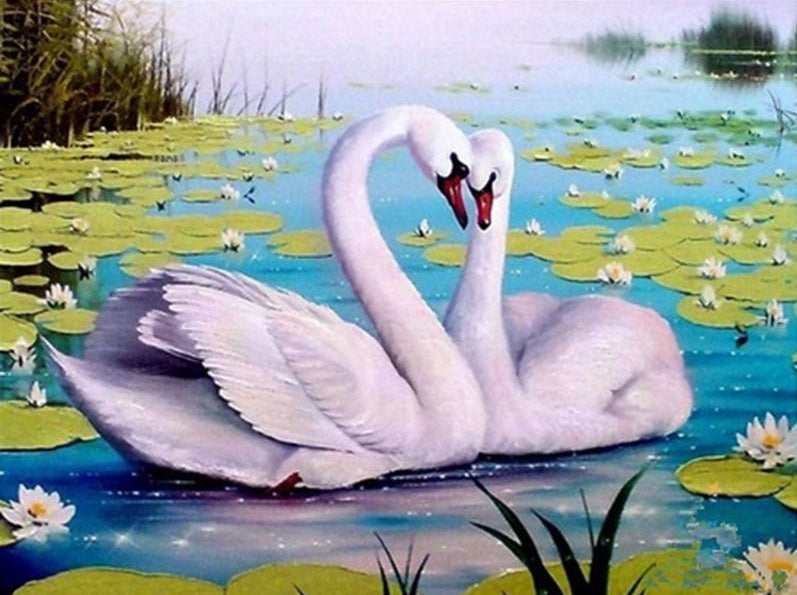 Dos Cisnes y Nenúfar en Lago Pintar por Números