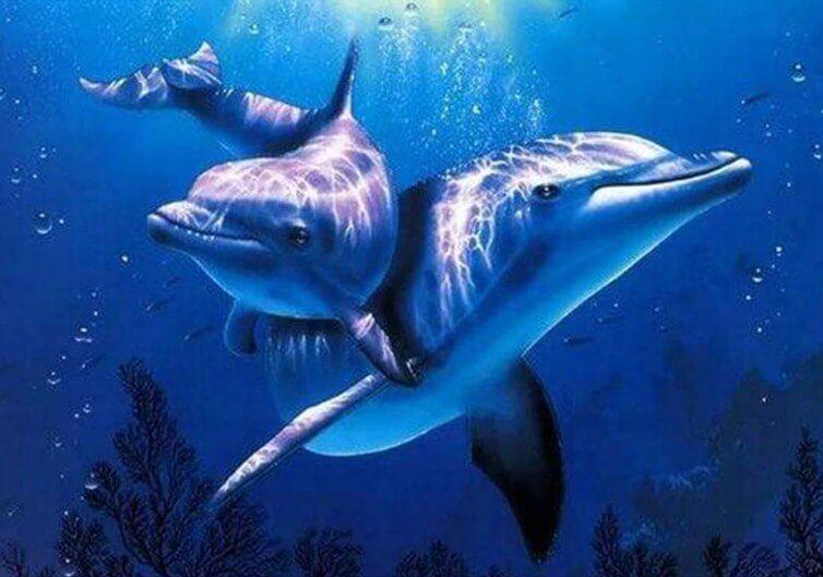 Dos Delfines en el Mar Azul Oscuro Pintar por Números