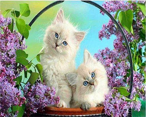Dos Gatos en la Canastilla de Flores Pintar por Números