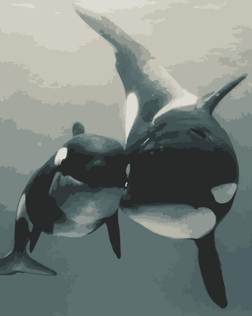 Dos Orcas Adorables en el Mar Pintar por Números