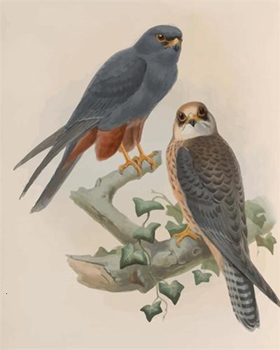 Dos Pájaros y Hojas en Rama Pintar por Números